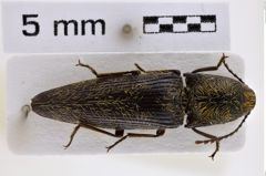 Foto (Dorsalansicht) von Melanotus krali (NHMW-ZOO-COL-0007730)